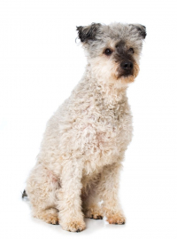 Illustration de la race "Pumi"