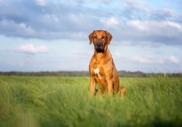 Photo : chien de race Rhodesian-Ridgeback sur Woopets