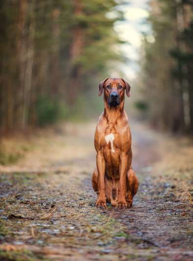 rhodesian ridgeback prix