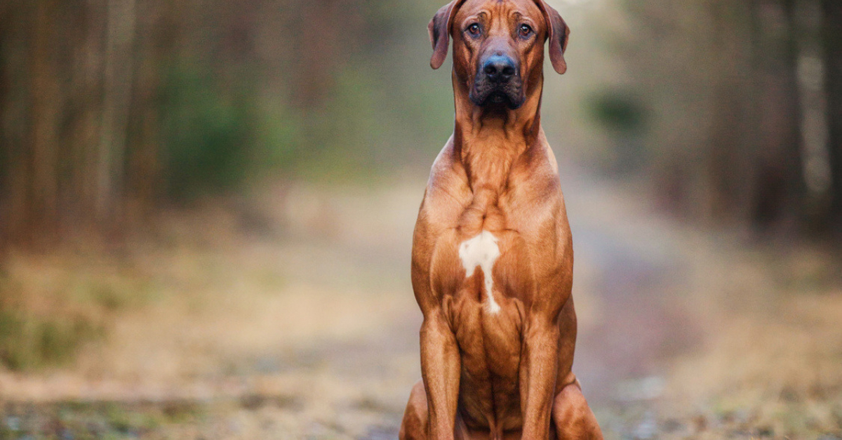 rhodesian ridgeback prix