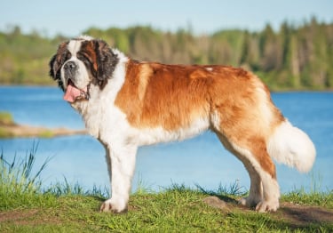 Photo : chien de race Saint-Bernard sur Woopets