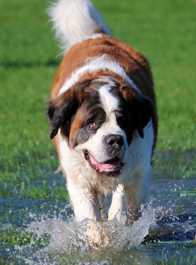 Photo : chien de race Saint-Bernard sur Woopets