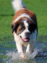 Photo : chien de race Saint-Bernard sur Woopets