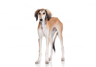 Photo : chien de race Saluki sur Woopets