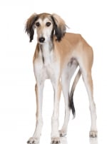 Photo : chien de race Saluki sur Woopets