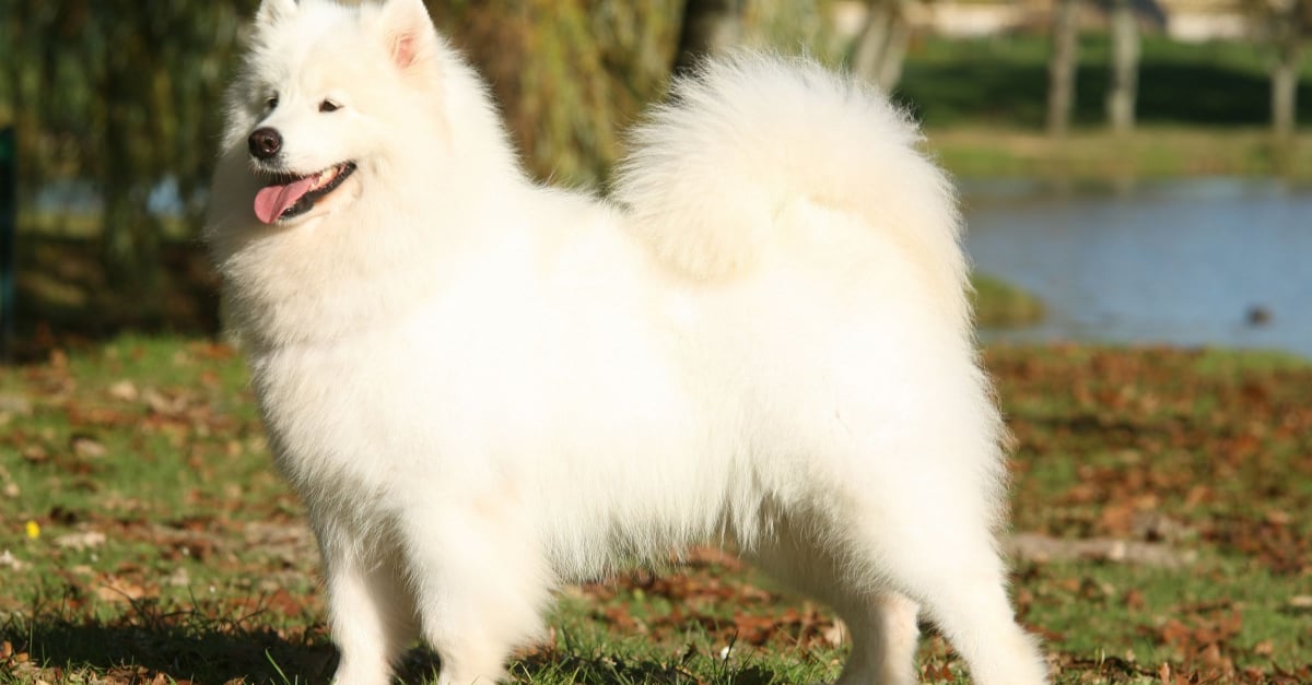 Chien samoyed deals