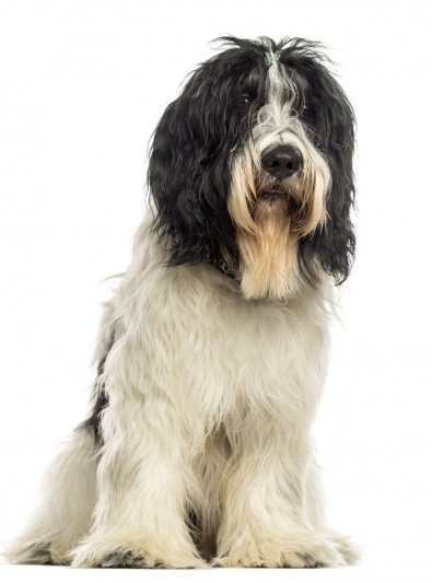 Photo : chien de race Schapendoes sur Woopets