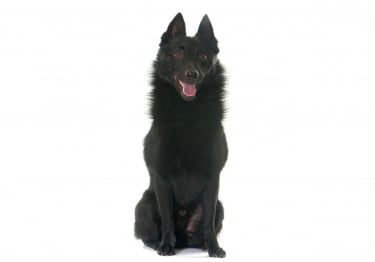 Photo : chien de race Schipperke sur Woopets