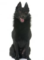 Photo : chien de race Schipperke sur Woopets