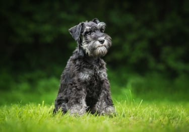 Photo : chien de race Schnauzer sur Woopets