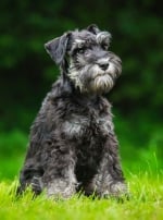 Photo : chien de race Schnauzer sur Woopets