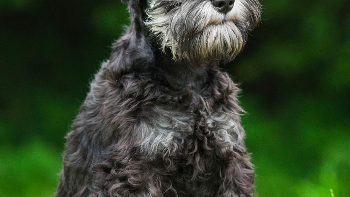 Schnauzer Caractere Sante Alimentation Prix Et Entretien