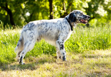 Photo : chien de race Setter Anglais sur Woopets