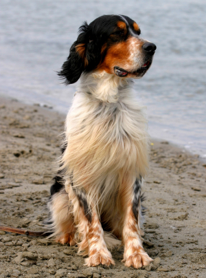 Photo : chien de race Setter Anglais sur Woopets