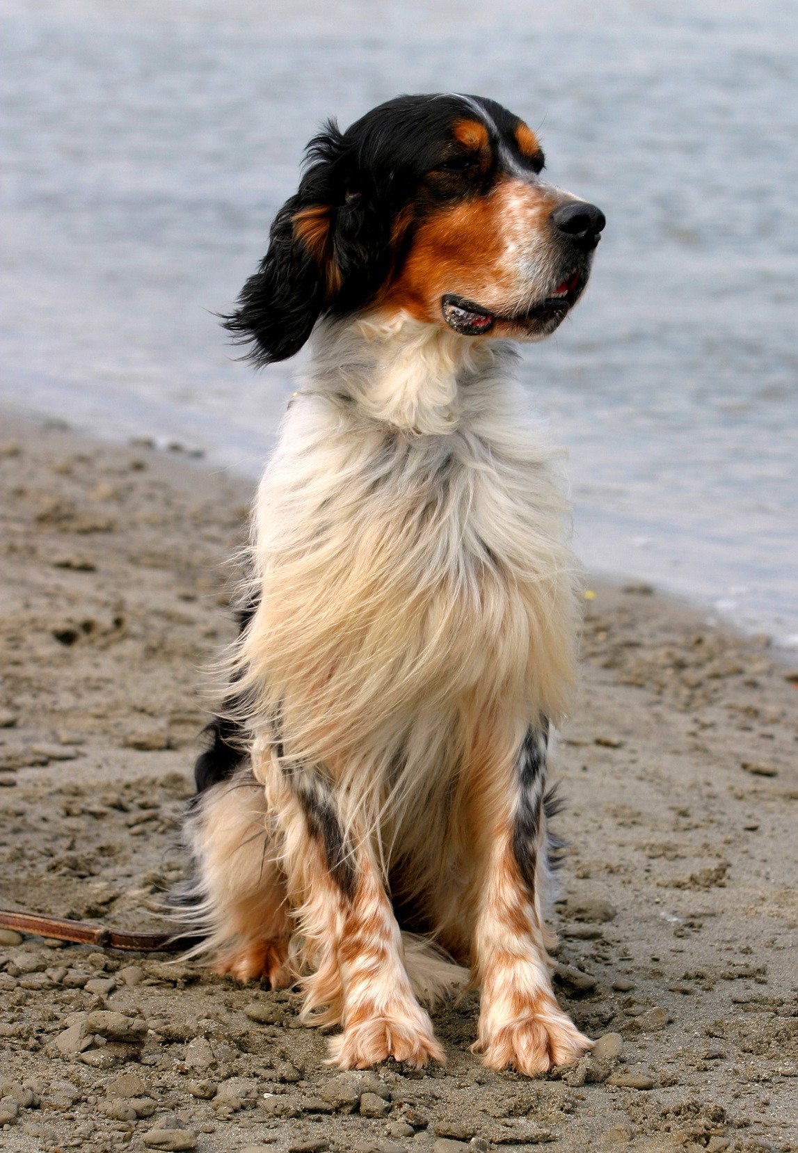 Setter Anglais caractère, santé, alimentation, prix et entretien