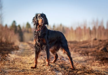 Photo : chien de race Setter Gordon sur Woopets