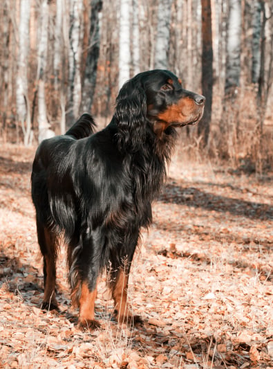 Photo : chien de race Setter Gordon sur Woopets