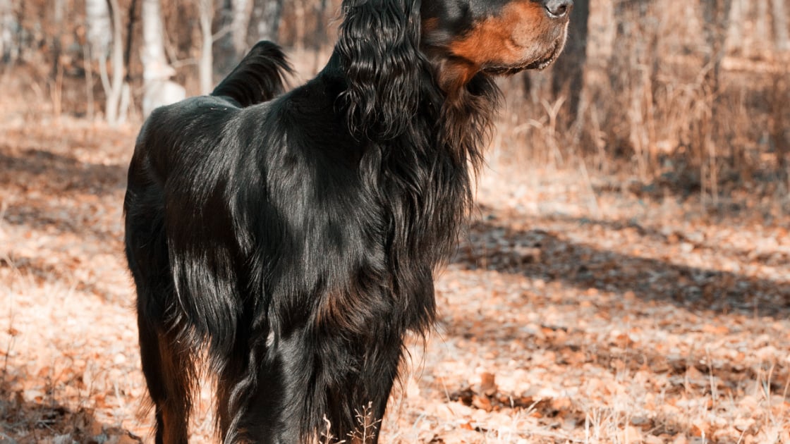 Setter Gordon Caractere Sante Alimentation Prix Et Entretien