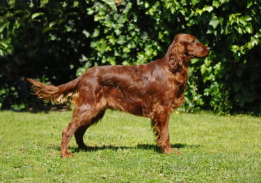 Photo : chien de race Setter Irlandais Rouge sur Woopets