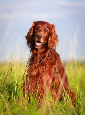 Photo : chien de race Setter Irlandais Rouge sur Woopets