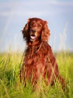 Photo : chien de race Setter Irlandais Rouge sur Woopets