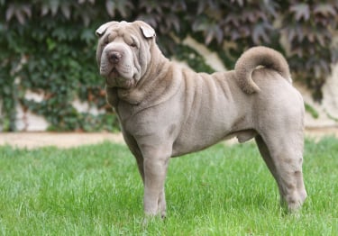 Photo : chien de race Shar-Pei sur Woopets