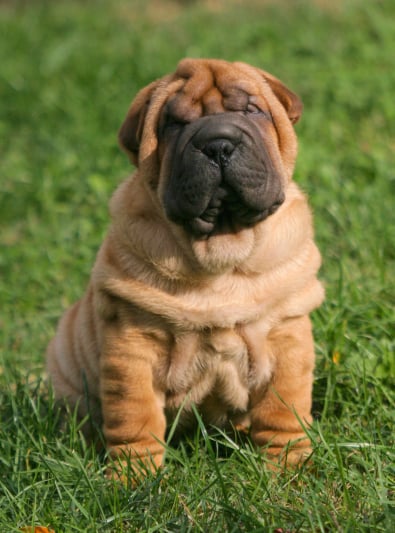 Shar-Pei : caractère, santé 