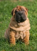 Photo : chien de race Shar-Pei sur Woopets