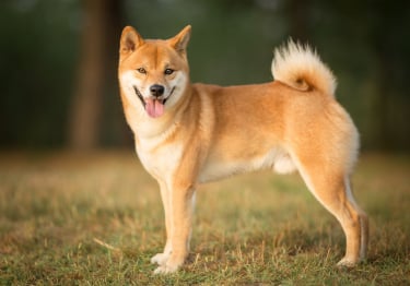 Photo : chien de race Shiba Inu sur Woopets