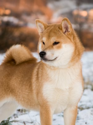 Photo : chien de race Shiba Inu sur Woopets