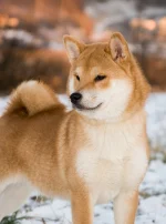 Photo : chien de race Shiba Inu sur Woopets