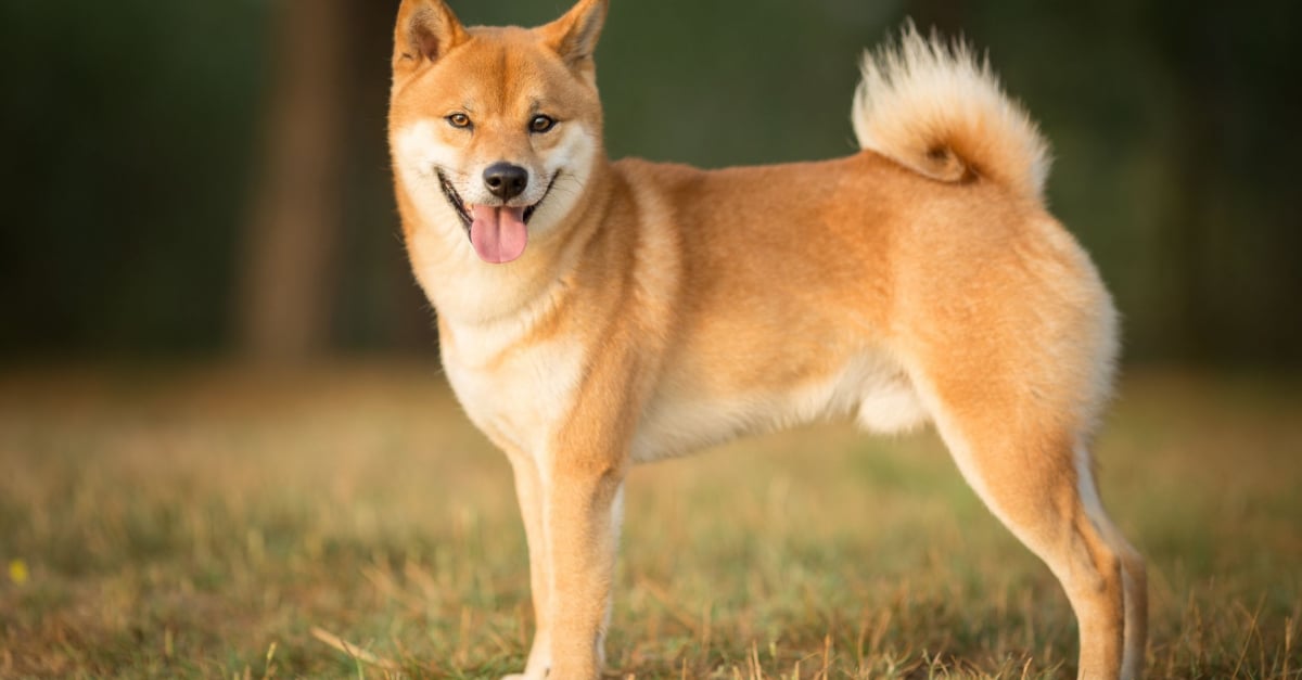 Shiba Inu Caractere Sante Alimentation Prix Et Entretien Shiba Inu Caractere Sante Alimentation Prix Et Entretien