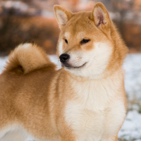 Photo de Shiba Inu
