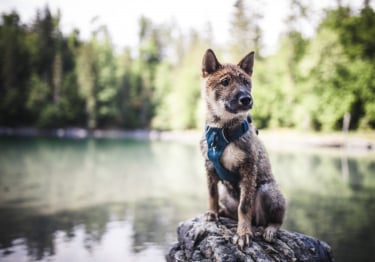 Photo : chien de race Shikoku sur Woopets