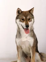 Photo : chien de race Shikoku sur Woopets