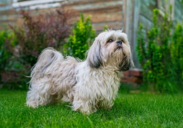 Photo : chien de race Shih Tzu sur Woopets