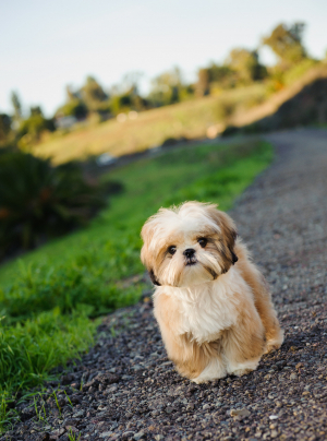 Photo : chien de race Shih Tzu sur Woopets