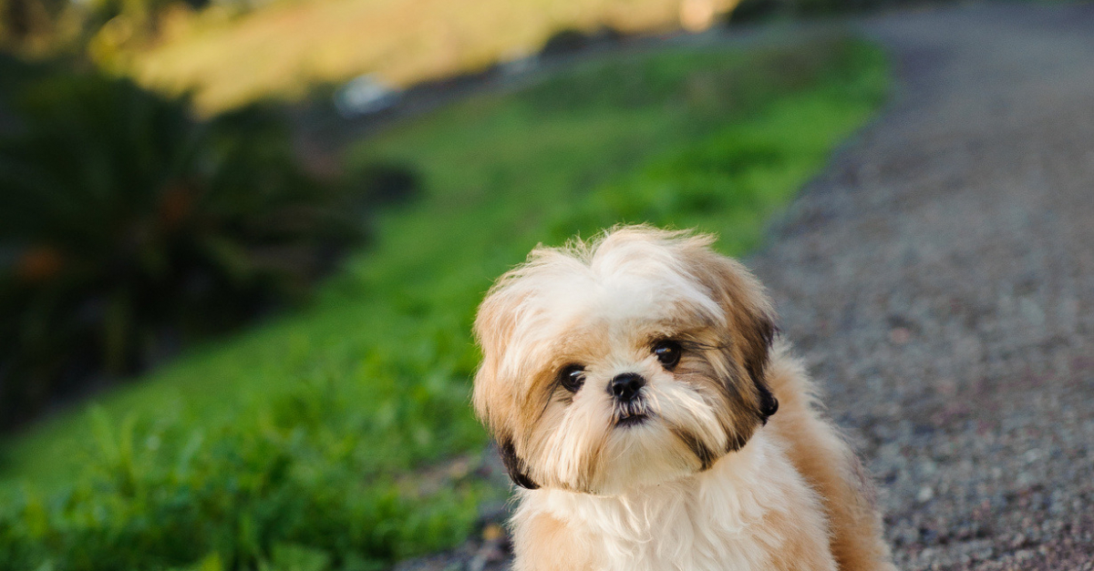 Shih Tzu Caractère Santé Alimentation Prix Et Entretien