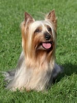 Photo : chien de race Silky Terrier sur Woopets