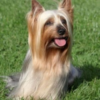 Photo de Silky Terrier