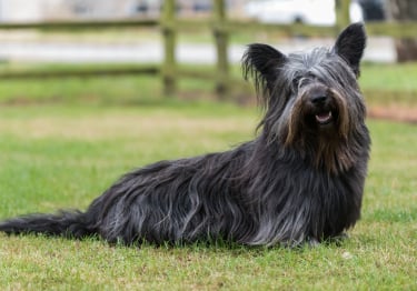 Photo : chien de race Skye Terrier sur Woopets