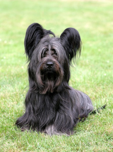 Photo : chien de race Skye Terrier sur Woopets