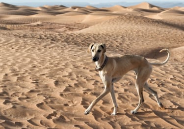 Photo : chien de race Sloughi sur Woopets