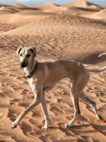 Photo : chien de race Sloughi sur Woopets