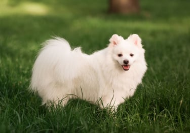 Photo : chien de race Spitz Japonais sur Woopets