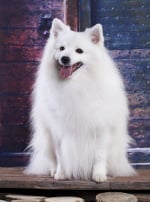 Photo : chien de race Spitz Japonais sur Woopets