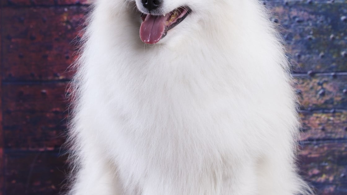 Spitz Japonais Caractere Sante Alimentation Prix Et Entretien