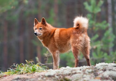 Photo : chien de race Spitz Finlandais sur Woopets