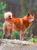 Photo : chien de race Spitz Finlandais sur Woopets