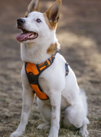 Photo : chien de race Spitz de Norrbotten sur Woopets